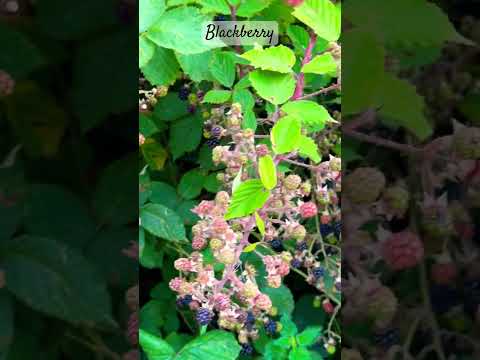 Pickingablackberryfruitbla