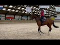Dressage horse Verlaagd in prijs, te koop: betrouwbare sportmerrie 4 jaar