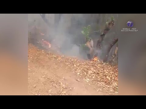 Al menos tres incendios forestales permanecen activos en SLP