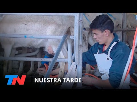 Más allá de la cuarentena: el trabajo en un tambo de Suipacha | NUESTRA TARDE
