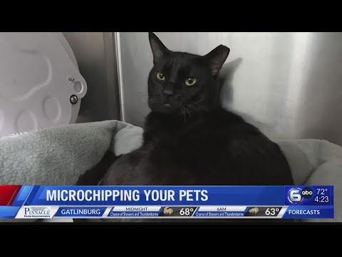 The importance of microchipping pets