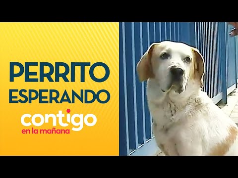 NO LO DEJARON ENTRAR: Perrito esperando afuera de liceo causó ternura en Contigo en La Mañana