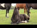 حصان الترفيه Zeer mooi zwart hengstveulen Henkie×Voice gb: 23-05-23