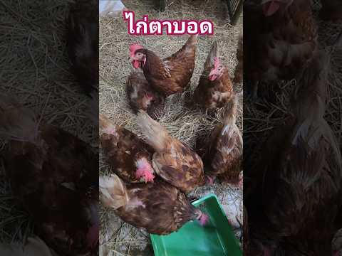 ไก่ตาบอดไก่ไก่แปลกไก่ตาบอด