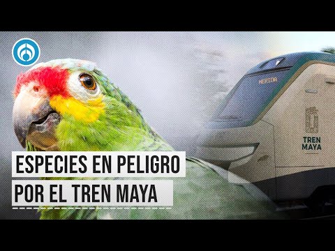 Tren Maya: ¿Hay especies en peligro de extinción en la ruta? ¿Cuántas serían afectadas?