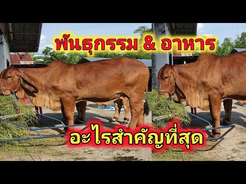พันธุกรรม-&-อาหาร-อะไรสำคัญที่ พันธุกรรม-&-อาหาร-อะไรสำคัญที่