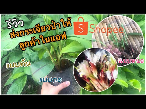 รีวิวกระเจียวป่าที่ส่งให้ลูกค