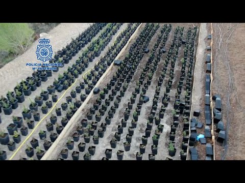 La Policía desmantela una plantación de marihuana de casi 1100 plantas en Lorca