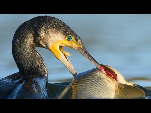 ASFOJE organiza una masterclass de 'Iniciación y evolución en la fotografía de naturaleza'