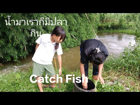 น้ำมาเราก็มีปลากิน:CatchFis