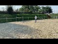 Cheval de CSO Braaf springpaard