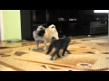 Crawling cat sneak attack on Pug