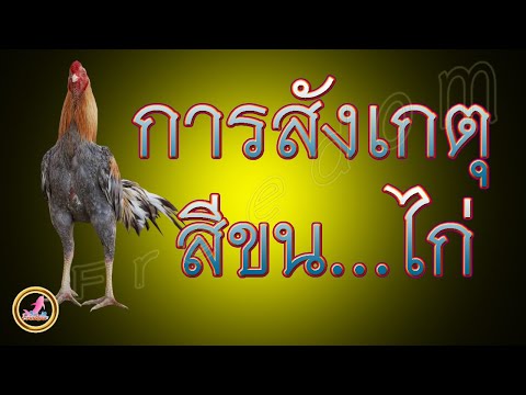 การสังเกตสีขนของไก่ในการเรียก.