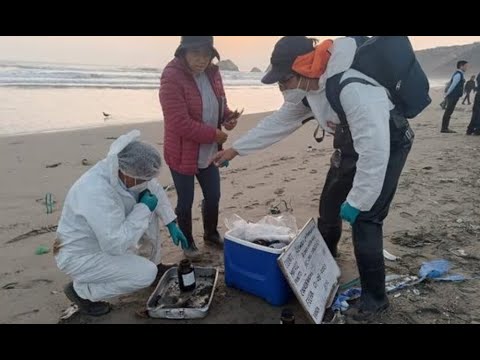 Hallan animales manchados en la playa de Ventanilla y temen por un nuevo derrame de petróleo