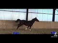 Dressage horse 4 jarige Zonik merrie