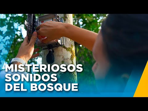 Sonidos del bosque: ¿Cómo logran grabar a los seres vivos de la Amazonía peruana? - Nuestros Bosques