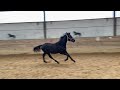 Dressage horse Black beauty by Life Time