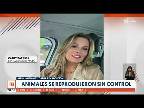 Burros se reprodujeron sin control: Granja de Maipú dará en adopción a animales