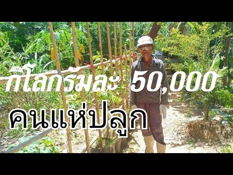 ชี้ช่องรวย-ถ้ารวยจริงคงไม่ปลูก ชี้ช่องรวย-ถ้ารวยจริงคงไม่ปลูก