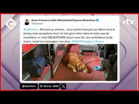 Transports : la galère des Français avec animaux de compagnie - La Story - C à Vous - 26/02/2024