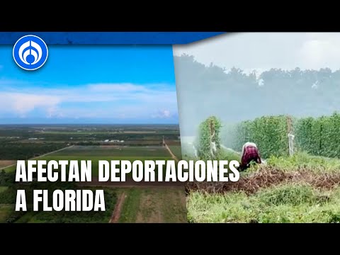 Leyes antiinmigrantes ahorcan producción agrícola en Florida