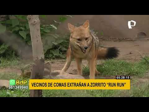 ‘Run Run’: vecinos de Comas extrañan al zorrito andino y aseguran que serán primeros en visitarlo
