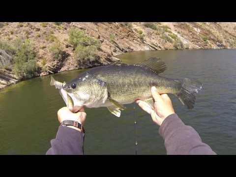catching big bass on swimbaits how fast should you reel