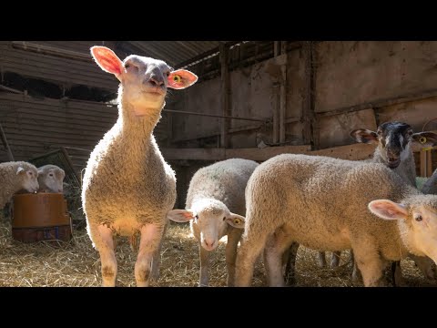 Pâques : les producteurs français défendent un agneau coûteux mais de très grande qualité