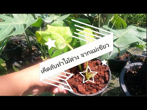 เค็ดลับการทำใบด่างฟิโลเดนดรอน