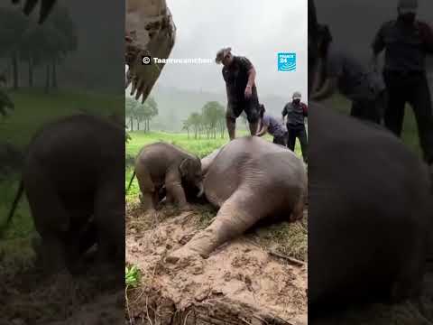 Sauvetage spectaculaire d’une maman éléphant et de son petit en Thaïlande • FRANCE 24