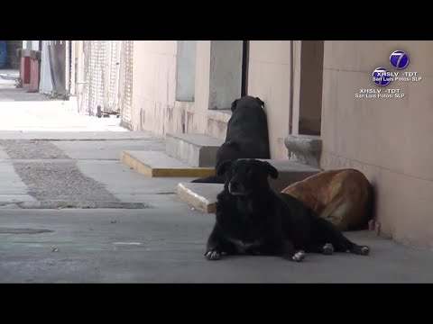 Llaman autoridades a donar alimento para perros en situación de calle