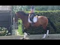 Dressage horse talented 3 y-old gelding, a real eye catcher