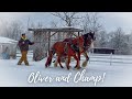 Clydesdale Gets Tangled In Harness WITH ANOTHER STALLION!