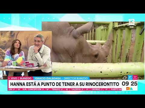 Rinoceronte Hanna está a punto de ser madre en el Buin Zoo | Tu Día | Canal 13