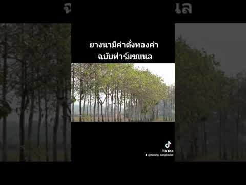 ยางนาฉบับวีวีฟาร์มชแนล ยางนาฉบับวีวีฟาร์มชแนล