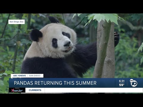San Diego Zoo could see return of giant pandas this summer
