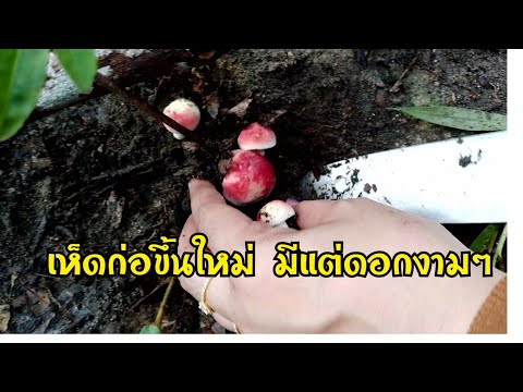ลุยต่อ-ep-.2-เก็บเห็ดที่อำเภอส ลุยต่อ-ep-.2-เก็บเห็ดที่อำเภอส