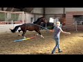 حصان الفروسية Dressuur Talent Te Koop!