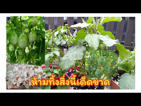 สูตรดอกดกลูกดก...ห้ามทื้งสิ่งน สูตรดอกดกลูกดก...ห้ามทื้งสิ่งน
