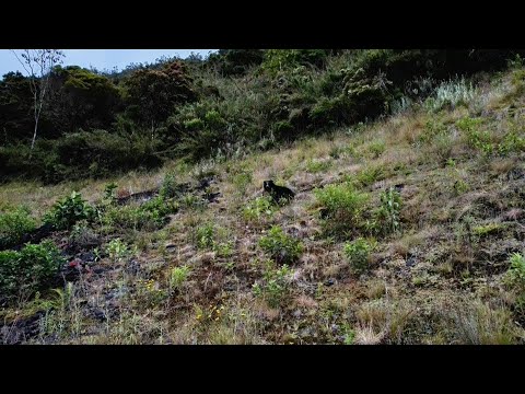 El video de un oso junto a un embalse sin agua prende las alarmas por sequía en Colombia | AFP