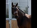 Dressage horse Kjento x Tolando merrie 2021