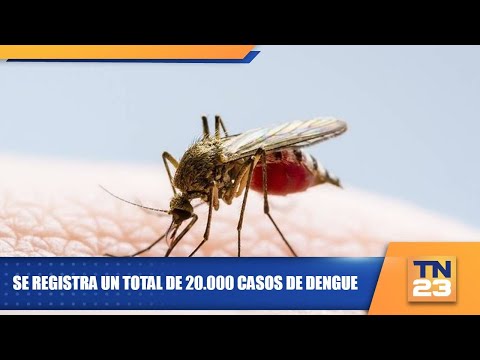 Se registra un total de 20.000 casos de dengue