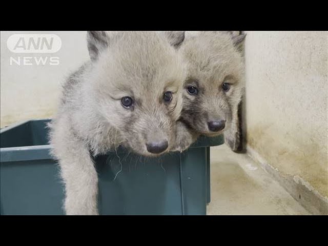 Image of 日本首次成功繁殖北极狼
