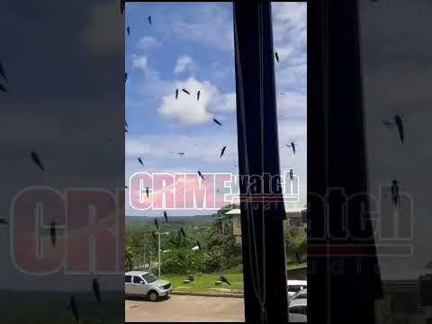 Locusts infestation in Siparia currently