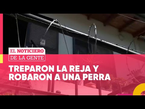 DELINCUENTES se ROBAN a una PERRA y la FAMILIA ofrece RECOMPENSA #ElNotiDeLaGente