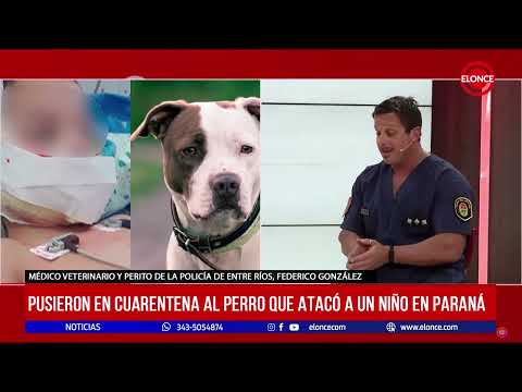 Pusieron en cuarentena al perro que atacó a un niño en Paraná