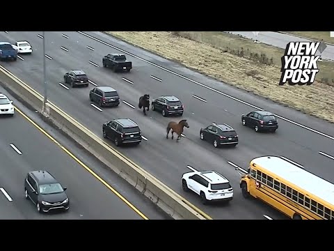 Wild video shows escaped police horses running wrong way down a highway: ‘Real horsepower’