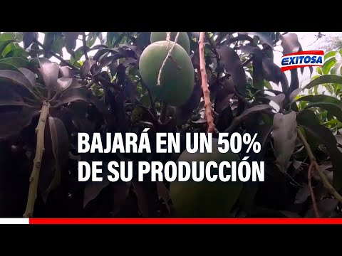 Lambayeque: Producción de mango bajará en un 50% por ciclón Yaku