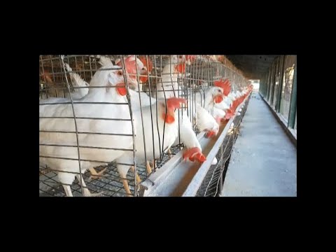 Alerta en Cumanayagua ante presencia de Influenza aviar en Cuba