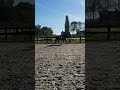 Dressuurpaard Mooie sport merrie